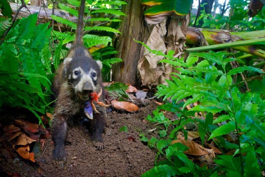 Coati in Corcovado Costa Rica