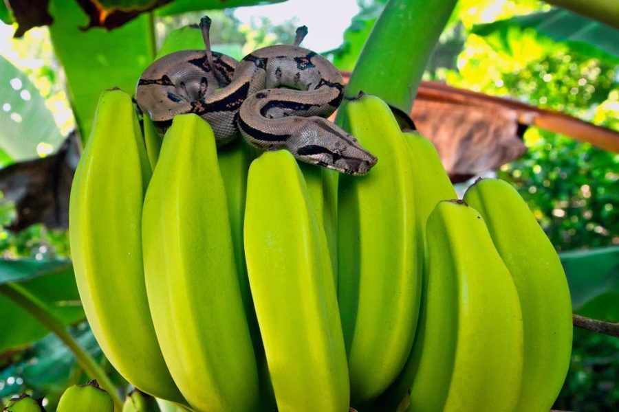 Snake in Corcovado Costa Rica