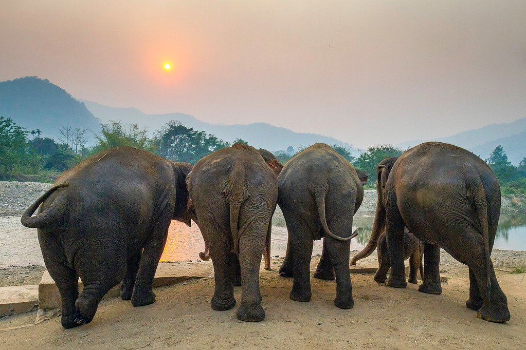Elephants Enjoy Sunsets Too! Elephants Watching the Sunset
