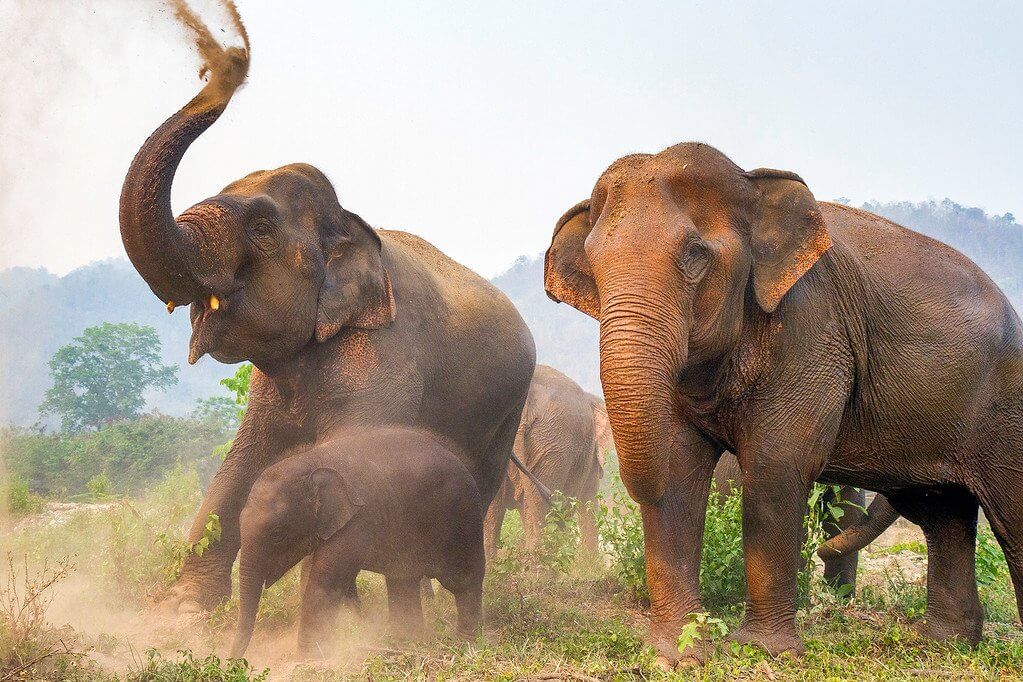 Elephant Family in Thailand
