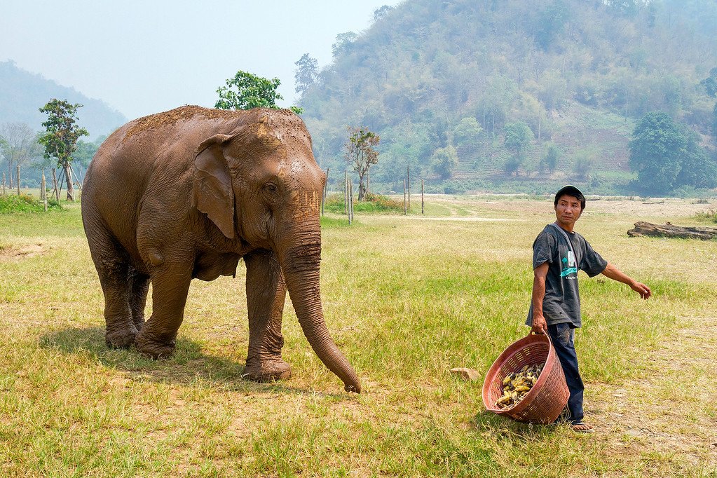 I'd Follow a Basket of Bananas Too Elephant chasing bananas