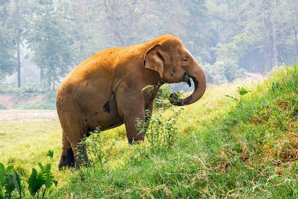 Asian Elephants are Endangered Saving Asian Elephants
