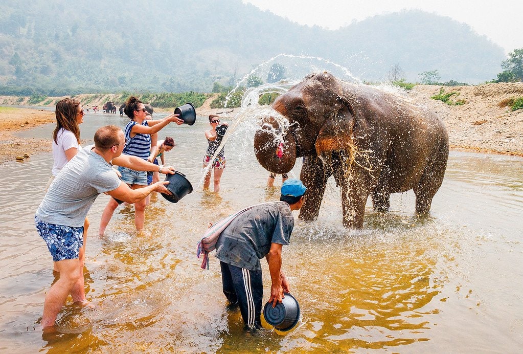 Wash Elephants, Don't Ride Them! Elephants being washed by tourists