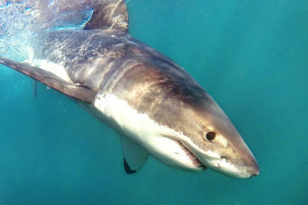 Cage Diving South Africa