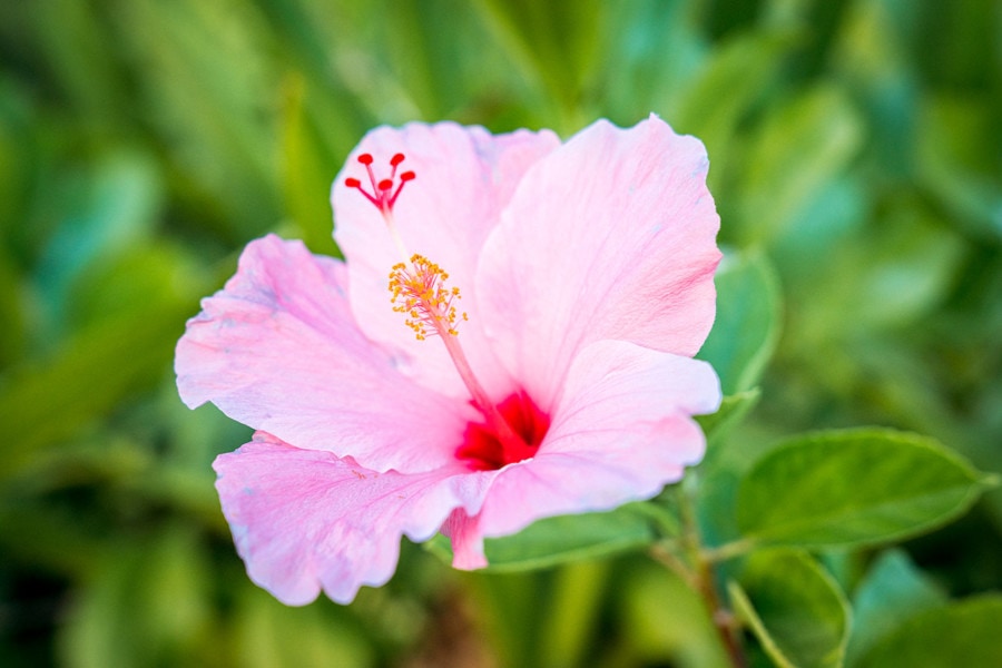 Hawaiian Tropical Flower