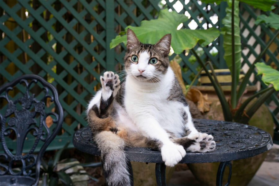 Key West's 6-toe cats