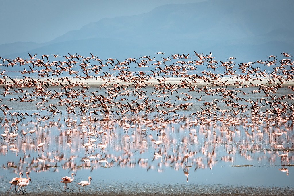 Flamingos Take Flight Over Lake Manyara Tanzania Safari Photos