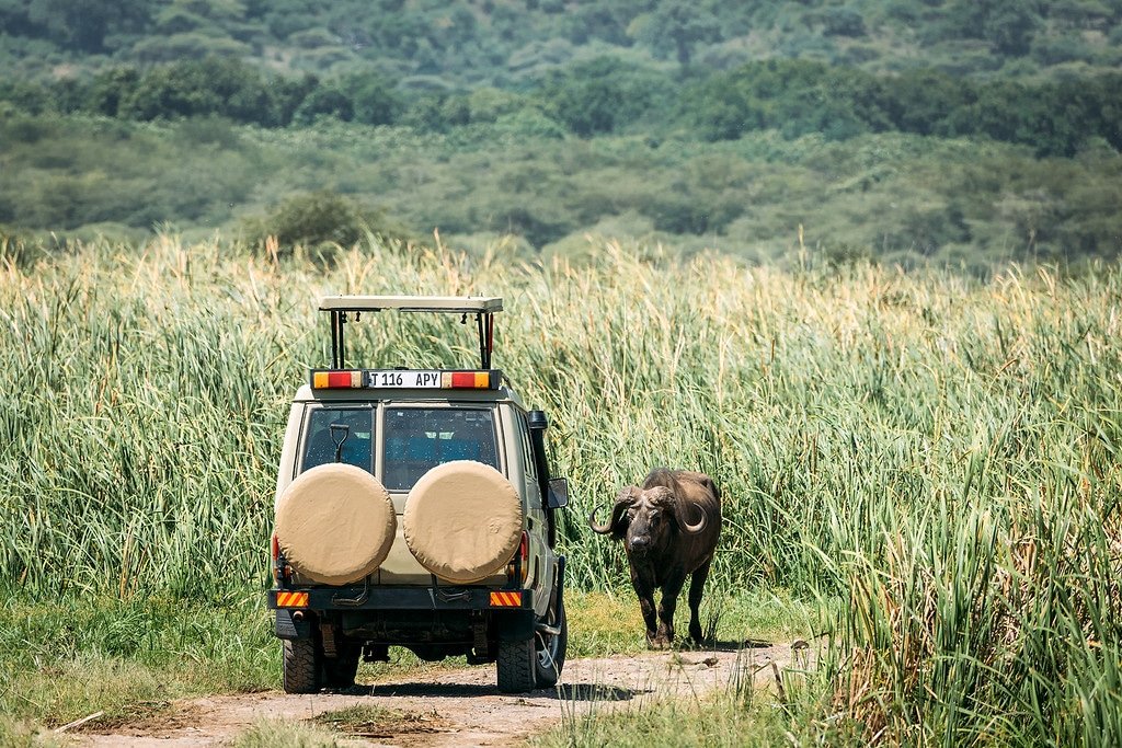 Buffalo Encounter at Lake Manyara Cape Buffalo Tanzania Photos