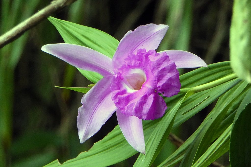 Semuc Champey Flowers