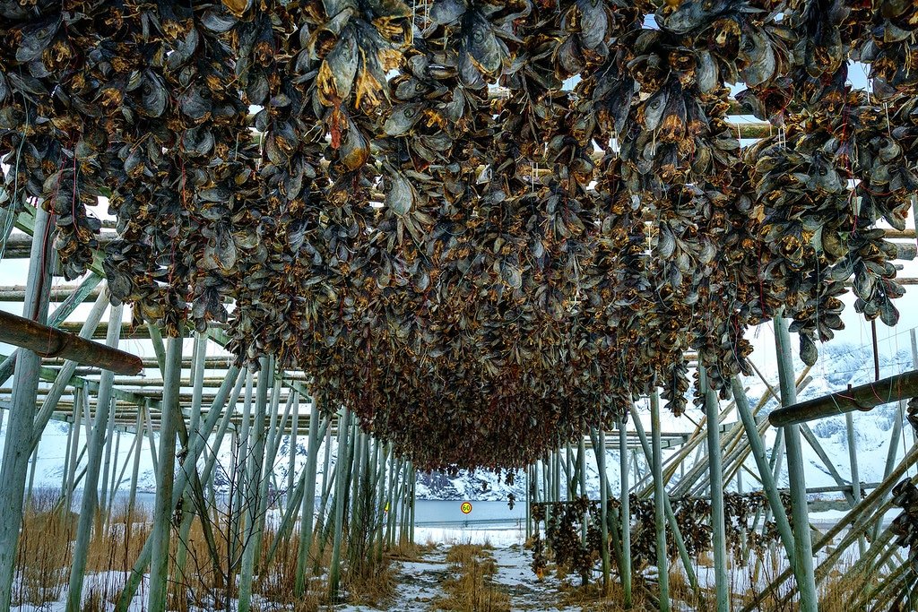 Stockfish Hanging to Dry Stockfish Lofoten