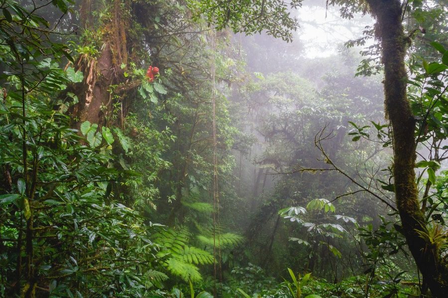 Monteverde Cloud Forest Costa Rica