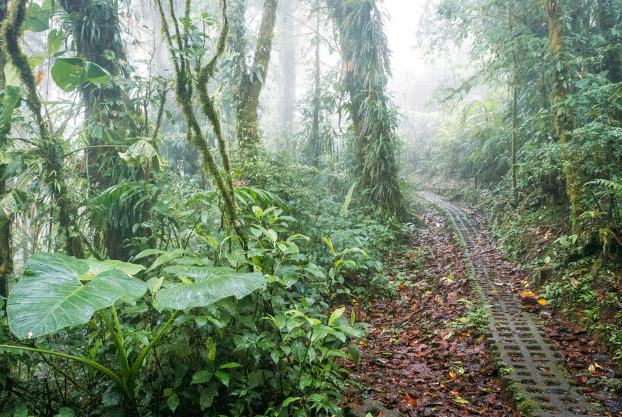 Monteverde Trails Costa Rica