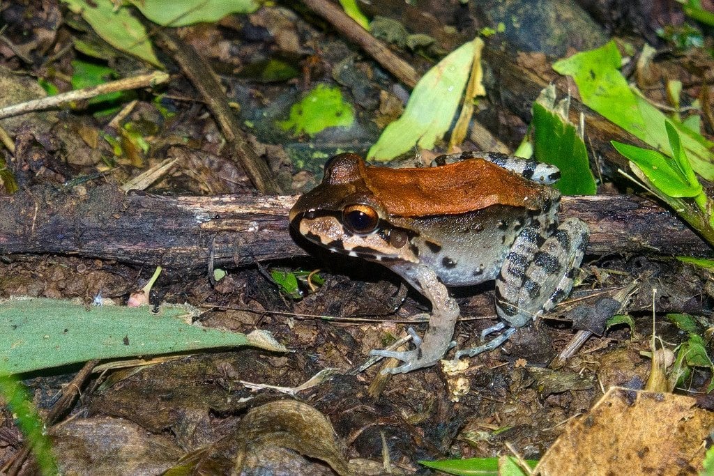 Bull Frog in Costa Rica