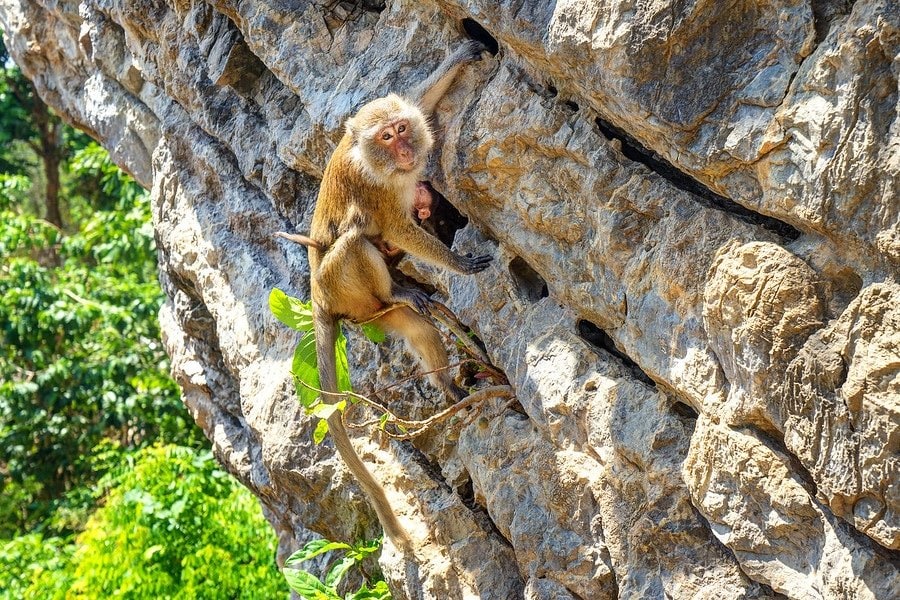 Monkeys Show Me How It's Done... Monkey Climbing