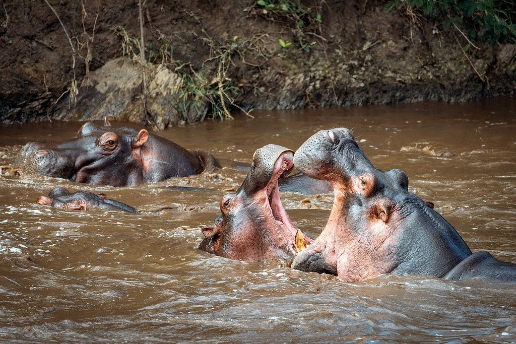 Africa's Most Dangerous Animal Hippos Fighting Tanzania