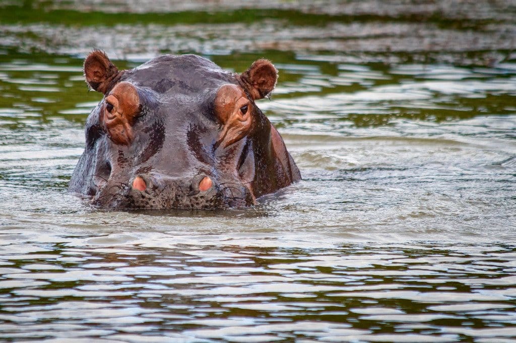 Hippopotamus iSimangaliso South Africa Hippopotamus iSimangaliso South Africa