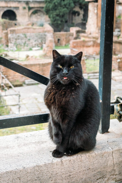 Stray Cat in Rome