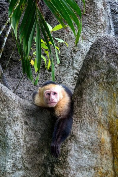 Capuchin monkey hanging out