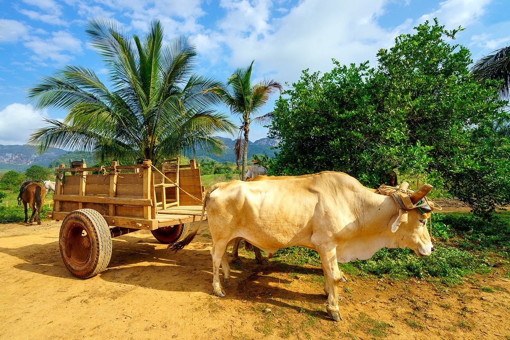 Ox Cart Animal Power Vinales Ox Cart