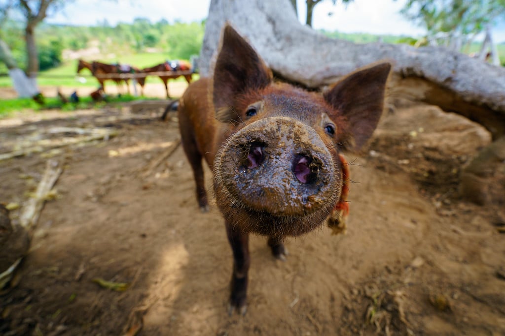 Friendly Livestock! Vinales Livestock